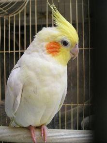 玄凤鹦鹉爆料视频,揭秘鹦鹉界的秘密生活  第1张